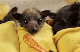 Image result for Baby Bat Pictures