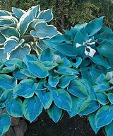 Image result for Hosta Canadian Blue