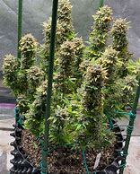 Image result for Cherry Amnesia Strain