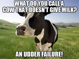 Image result for Cow Udder Meme