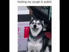Image result for Dog Holding Cough Meme