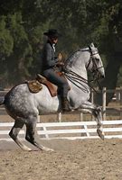 Image result for Lusitano Horse in Equitation