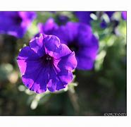 Image result for Purple Passion Sunset