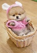 Image result for Cute Teacup Puppies and Kittens in Cups
