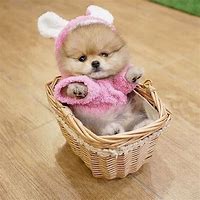 Image result for Real Cute Teacup Puppies