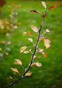 Image result for Autumn Leaves Apple Tree