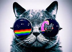 Image result for Cool Cat Wallpaper Ever