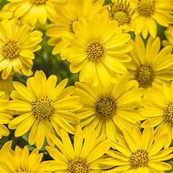 Image result for Beautiful Yellow Flowers
