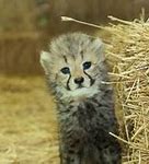 Image result for Cutest Baby Animals in the Universe