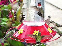 Image result for Nectar Bird Feeder
