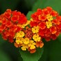 Image result for 4K Wallpaper Nature Flowers