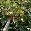 Image result for Fruit Picking Tool