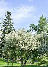 Image result for Apple Tree Color