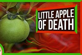 Image result for Little Apple of Death Blister