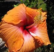 Image result for Maui