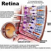 Image result for Como SE Divide La Retina