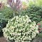 Image result for Pieris japonica Mountain Fire