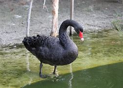 Image result for Australian Black Swan