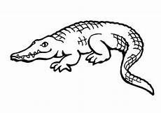 ausmalbilder reptilien malvorlagen dschungeltiere malvorlagen kostenlos zum ausdrucken ausmalbilder reptilien malvorlagen dschungeltiere malvorlagen kostenlos zum ausdrucken