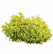 Image result for Shrub Brush Photoshop