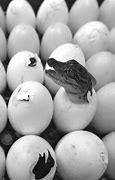 Image result for Alligator Laying Eggs