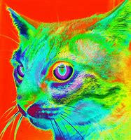 Image result for Trippy Cat Desktop Wallpaper