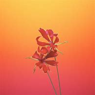 Image result for iPhone 8 Plus Floral Wallpaper