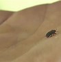Image result for Small Fat Bugs