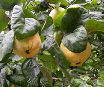 Image result for Cydonia oblonga Portugal