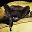 Image result for Images Og Bats