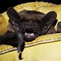Image result for Black Bat
