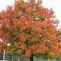 Image result for Chinese Pistache Tree