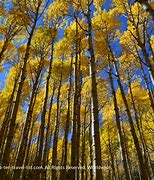 Image result for Fall in Arizona