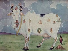 Image result for Ancient Cows