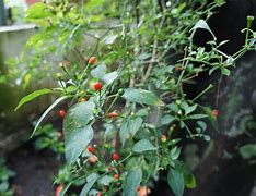 Image result for chiltepe