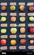 Image result for Different Kind of Colors of Apple