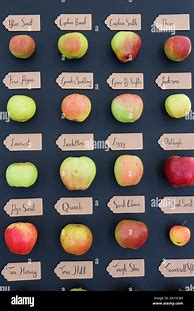 Image result for English Apple Varieties