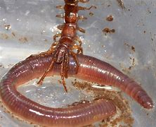 Image result for "garden-centipede"