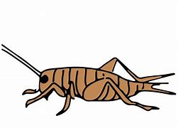 Image result for Cartoon Insect Cricket with Transparent Background