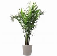 Image result for 4 to 5 M Palm Price