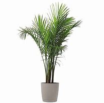 Image result for What Does 24 Cm Looks Like Plant