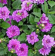 Image result for Dahlia Lagoon