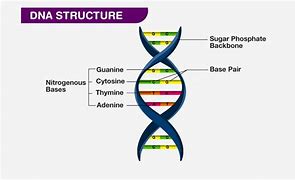 Image result for Sugar in DNA Model