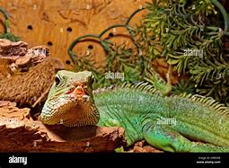 Image result for Chinese Water Dragon Terrarium