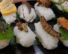 Image result for Insect Food Products
