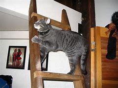 Image result for Cat Ladder Meme