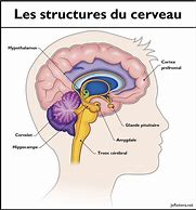Image result for Cerveux Avec Memoire