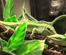 Image result for Anole Lizard Male or Female