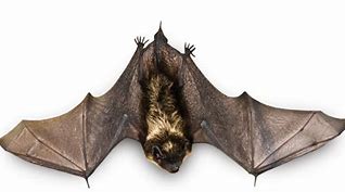 Image result for Bat Sleeping PNG
