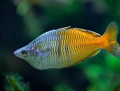 Image result for Rainbow Fish Facts